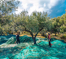 Harvesting Net