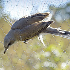 Anti-bird net