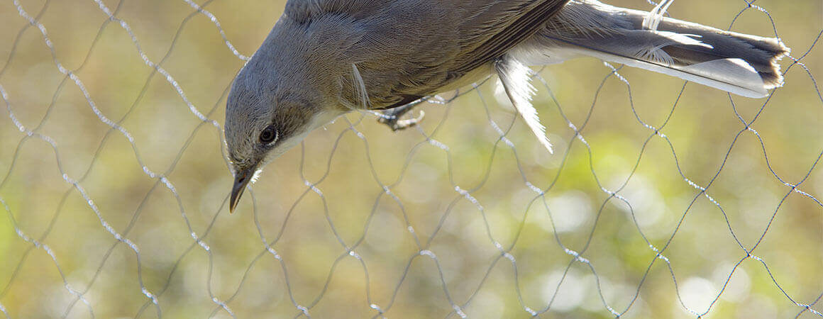 Anti-bird net