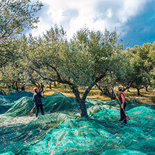 Harvesting net