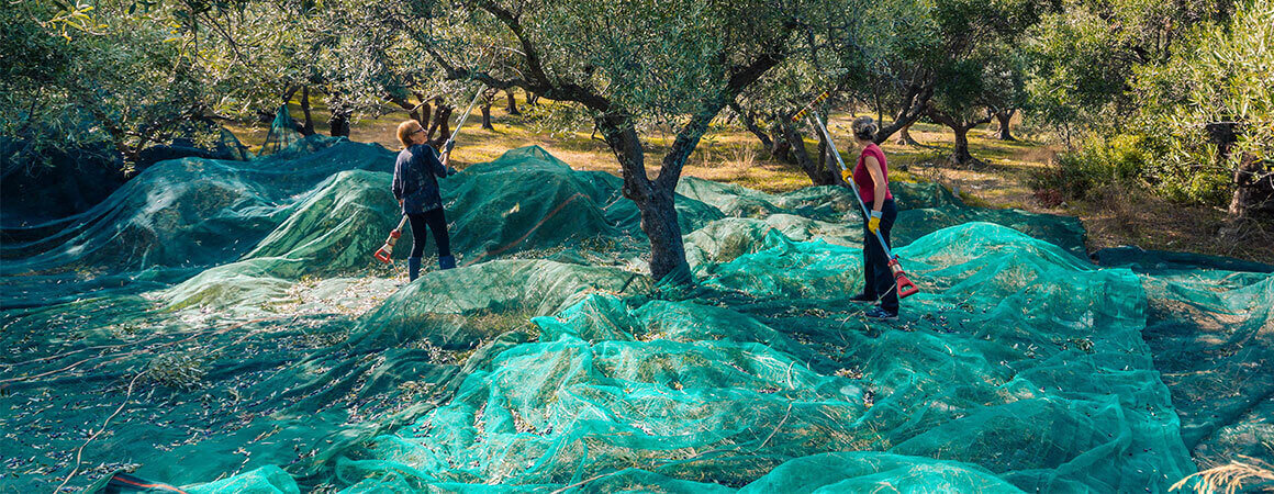 Harvesting net