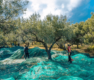 Harvesting Net - Same Purpose with Different Ways of Applying