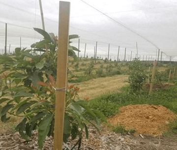 Gatekeeper of Cropland – Windbreak Netting